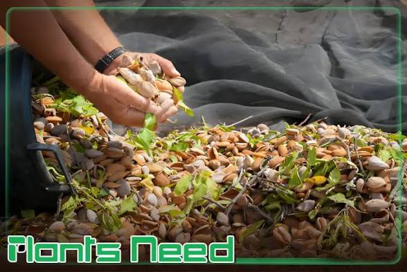 تصویر 3 از بادام شاهرودی مرغوب خرید به صرفه